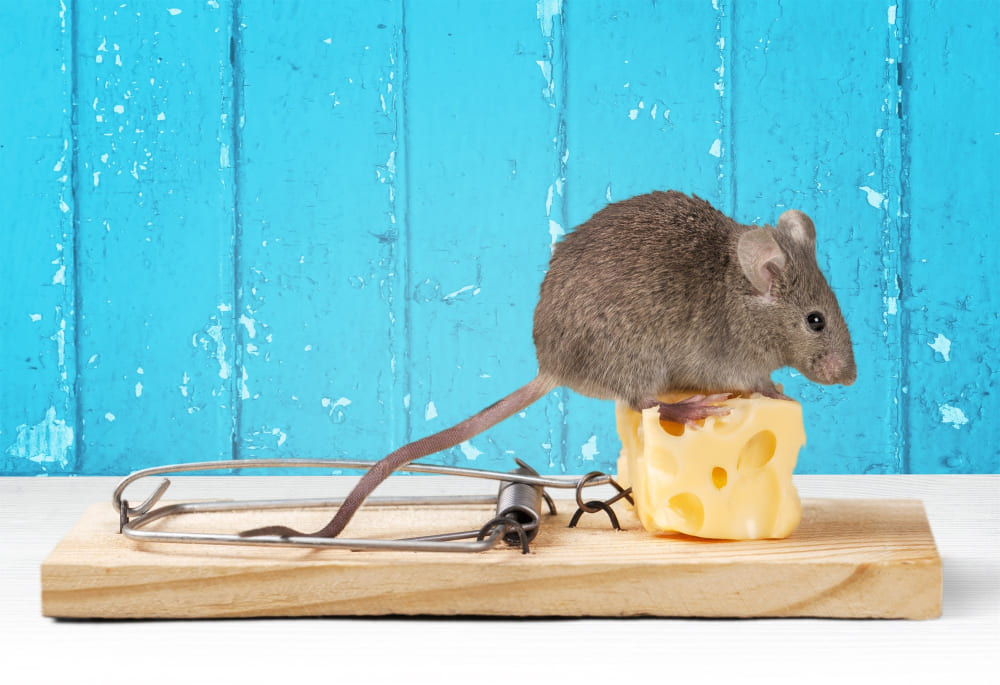 Piège à souris mécanique